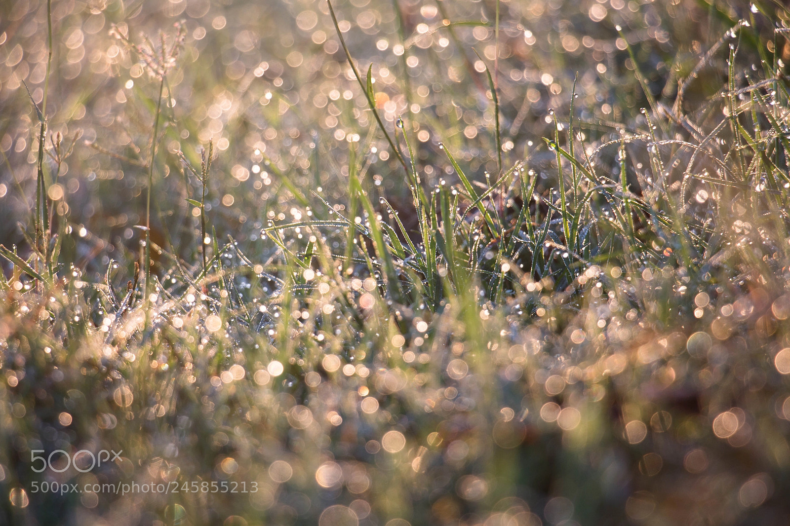 Canon EOS 700D (EOS Rebel T5i / EOS Kiss X7i) sample photo. Dew photography