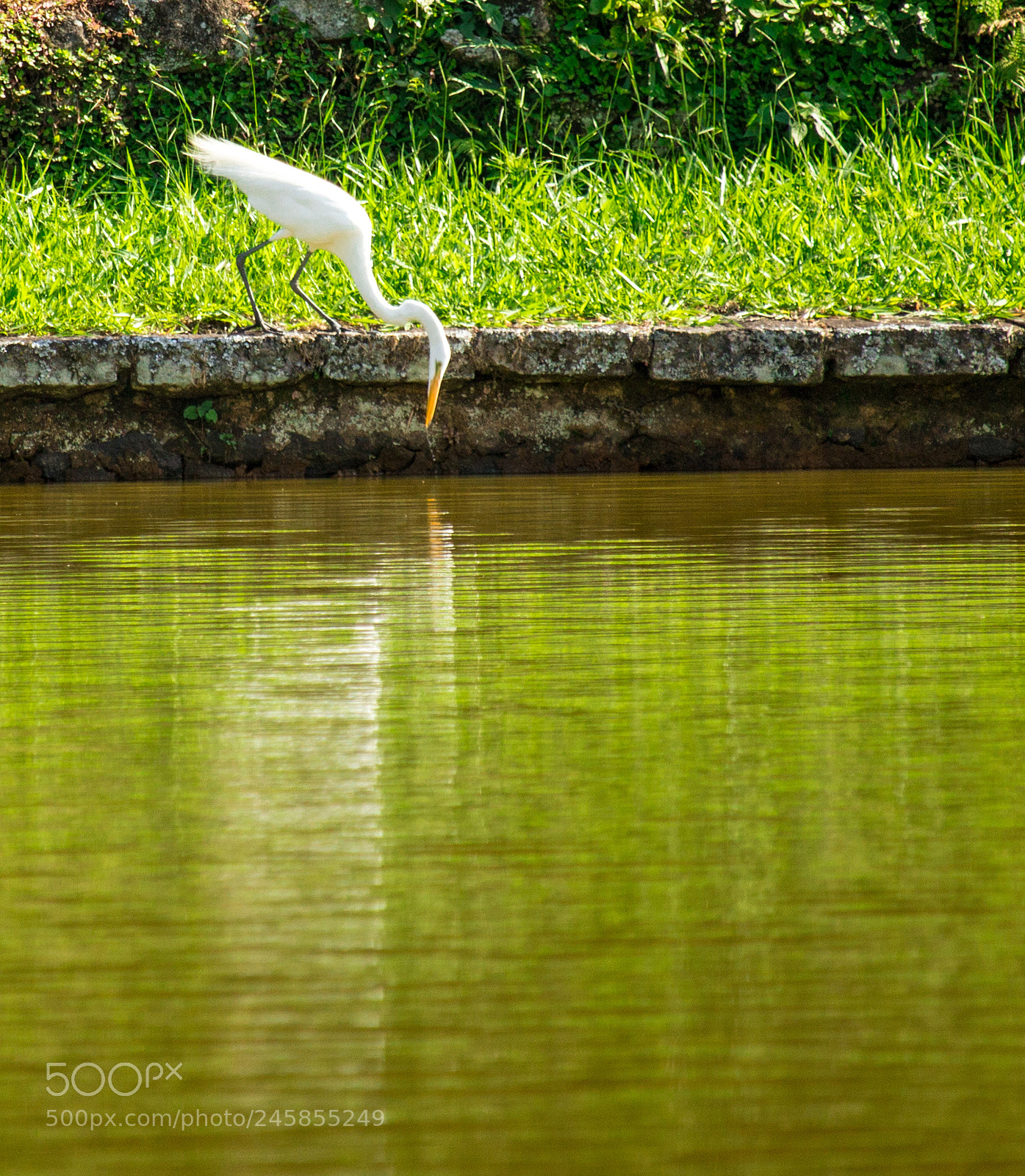 Canon EOS 700D (EOS Rebel T5i / EOS Kiss X7i) sample photo. Heron on green photography