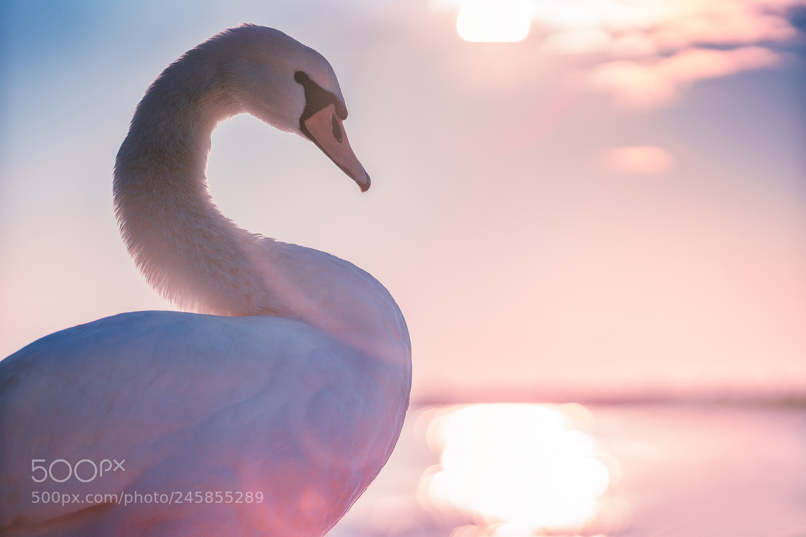 Sony a7R II sample photo. White swan in the photography