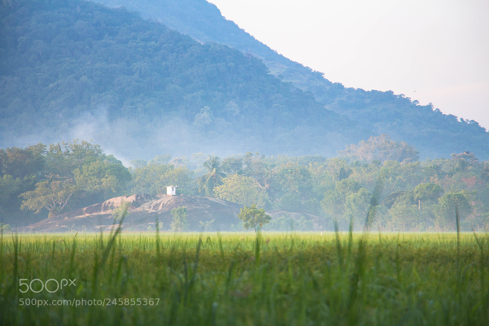 Canon EOS 700D (EOS Rebel T5i / EOS Kiss X7i) sample photo. Morning mist photography