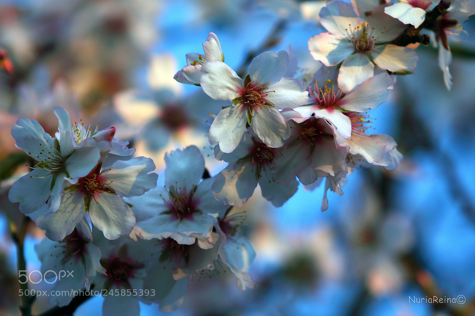 Canon EOS 70D sample photo. Almond blossom photography