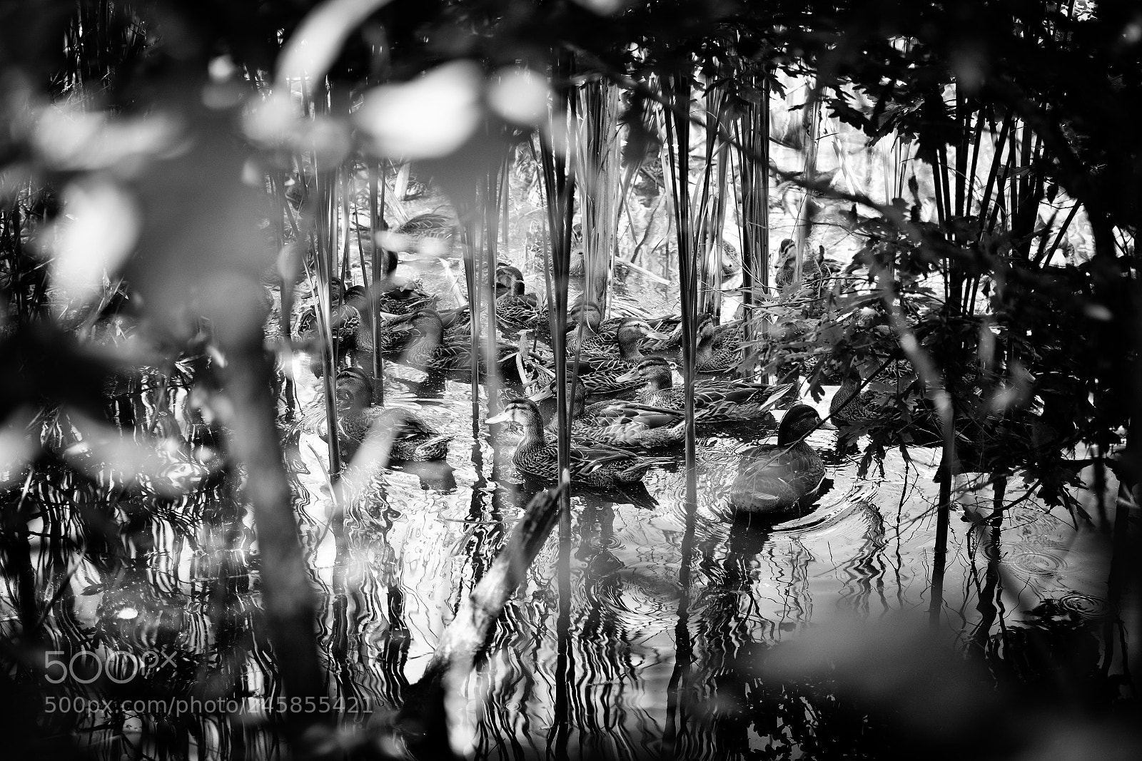 Nikon D3200 + Nikon AF-S DX Nikkor 35mm F1.8G sample photo. In reeds ii. photography