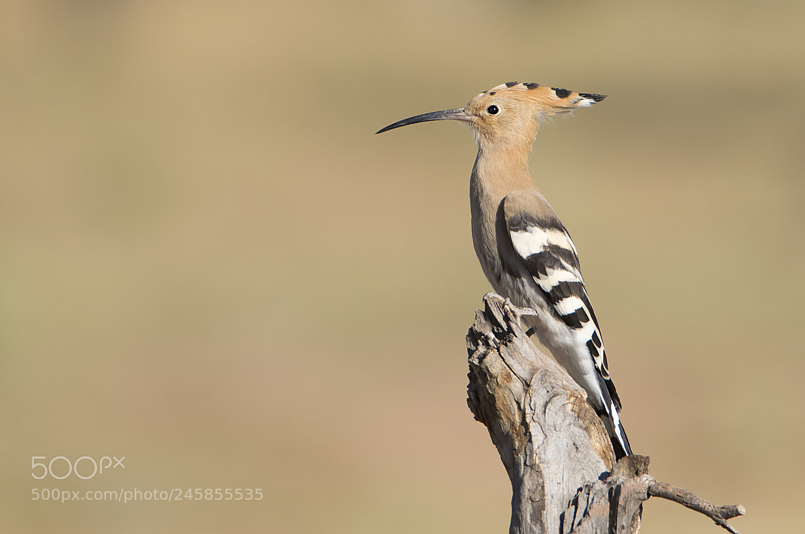 Canon EOS 7D Mark II sample photo. Ibibik - hoopoe photography