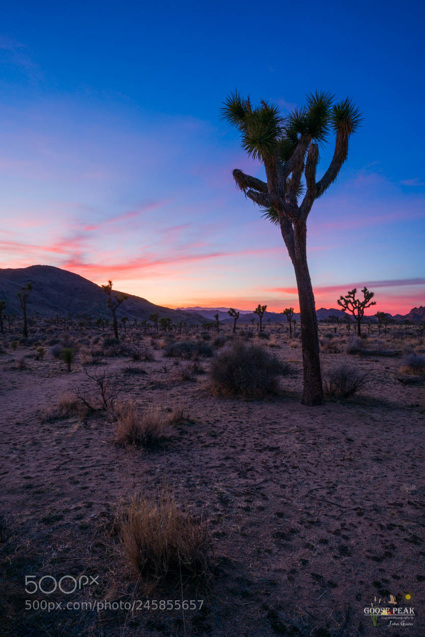 Sony a7R II sample photo. Joshua tree sunset photography