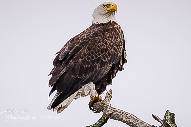 Nikon D750 sample photo. American bald eagle photography