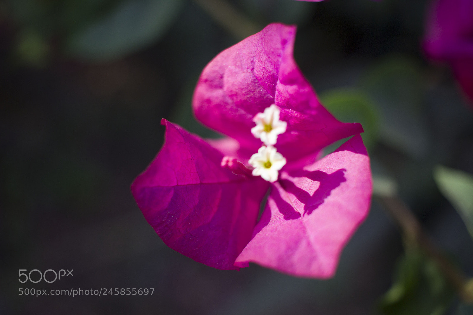 Canon EOS 600D (Rebel EOS T3i / EOS Kiss X5) sample photo. Captivating flower photography