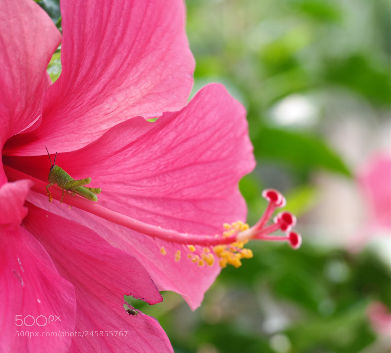 Samsung NX30 sample photo. Go home photography