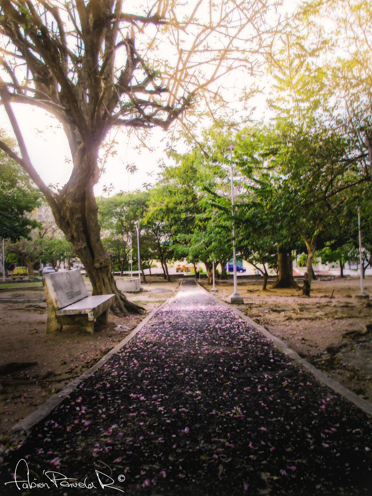 Canon PowerShot A4000 IS sample photo. Tree's fallen flowers photography