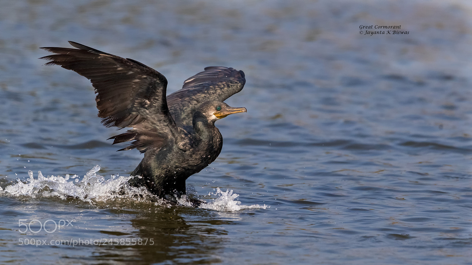 Canon EOS-1D X Mark II sample photo. Great cormorant landing photography