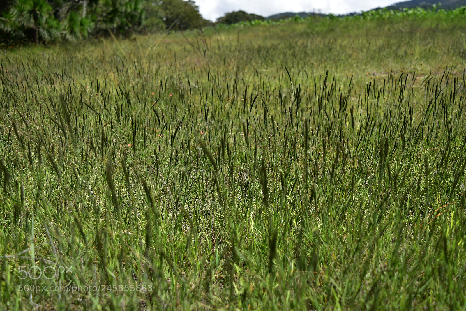 Nikon D5500 sample photo. Campo verde photography