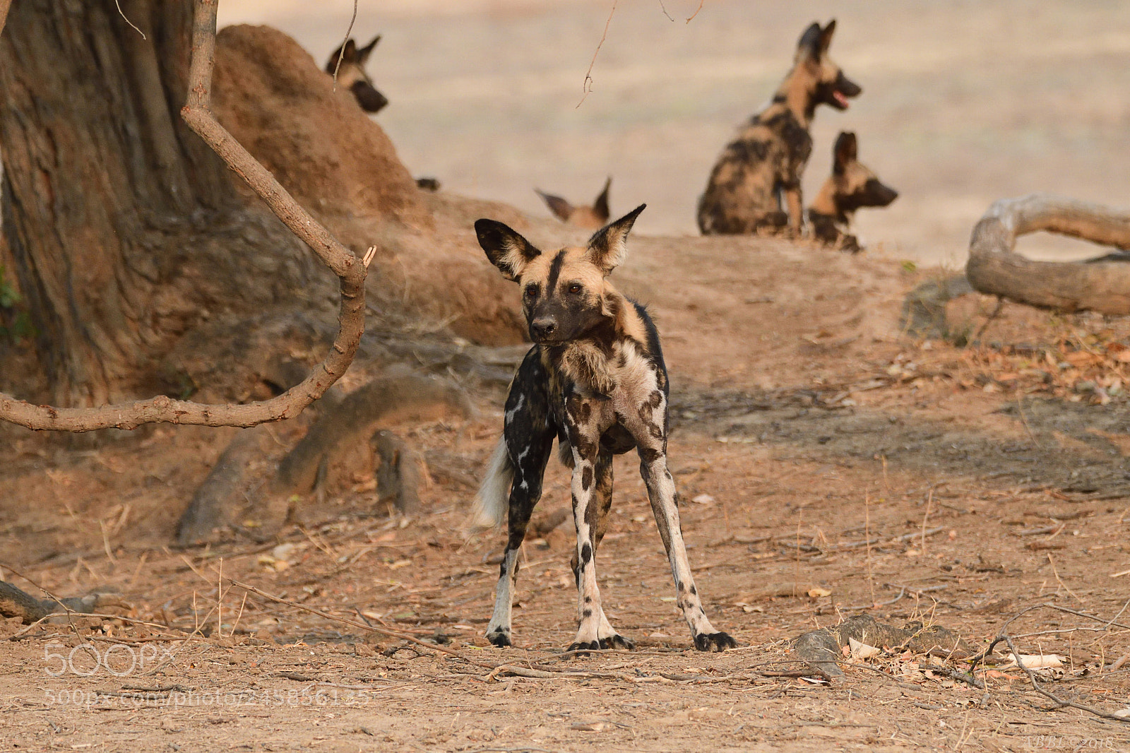Nikon D500 sample photo. African wild dogs photography