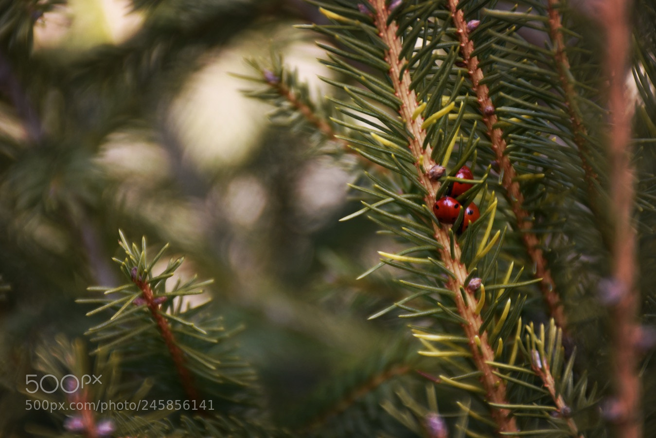Nikon D7200 sample photo. A riparo photography