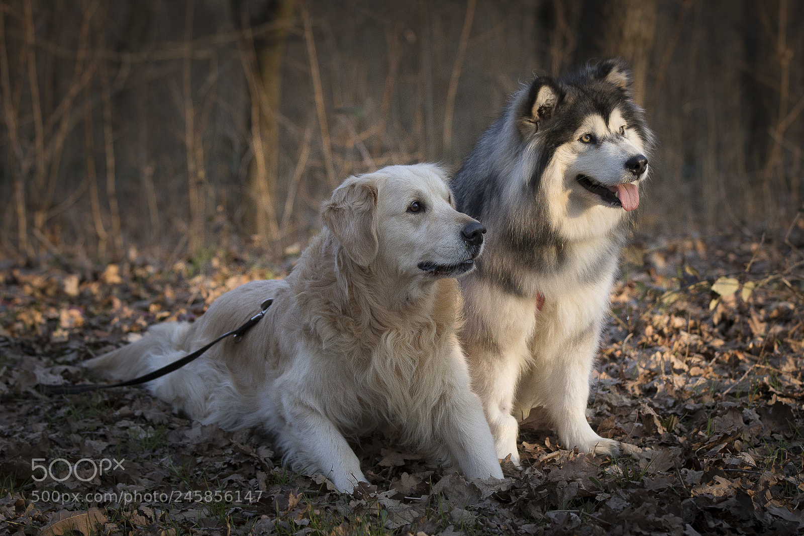 Canon EOS 7D Mark II sample photo. I lupi del bosco !! photography