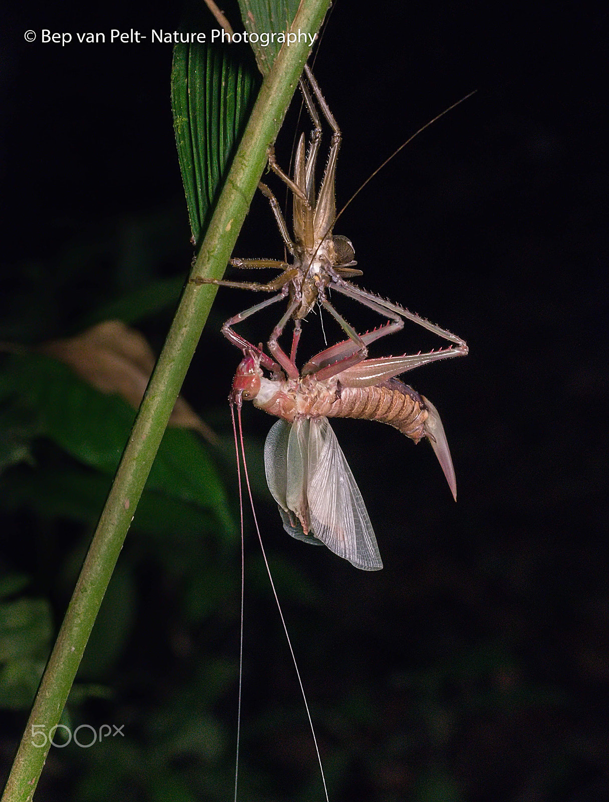 Nikon D500 sample photo. Safe nightly moulting of long horned grasshopper photography