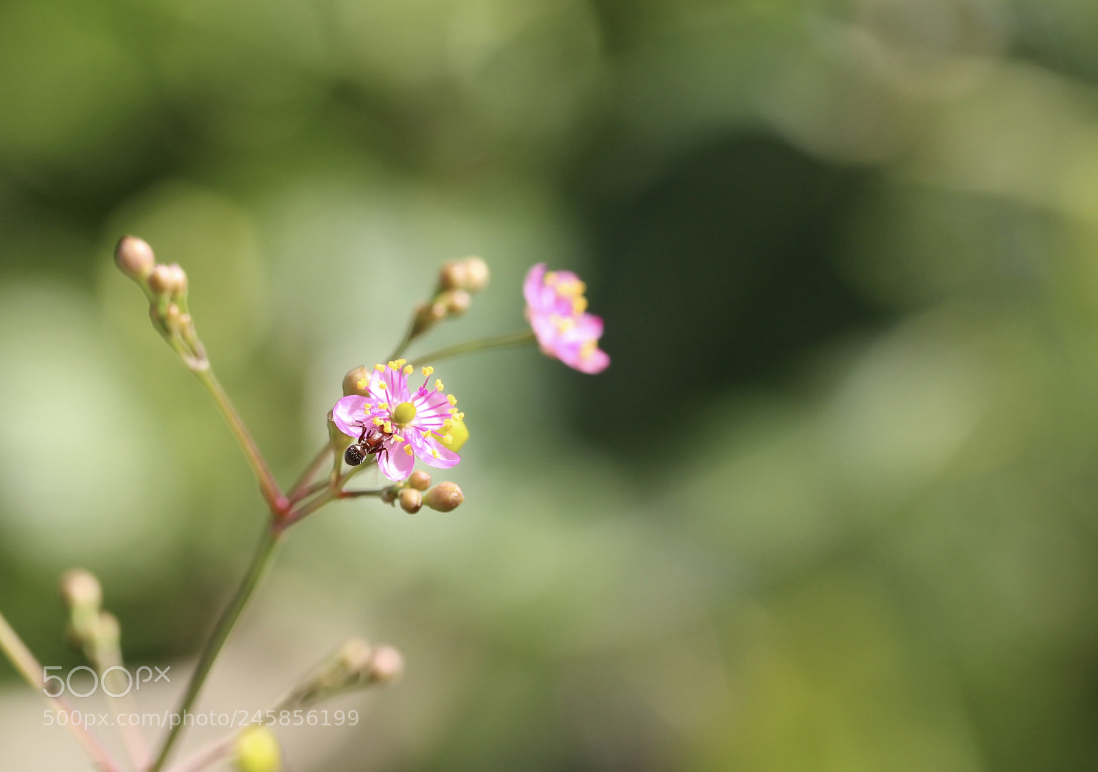 Canon EOS 1200D (EOS Rebel T5 / EOS Kiss X70 / EOS Hi) sample photo. Fullsizeoutput a photography