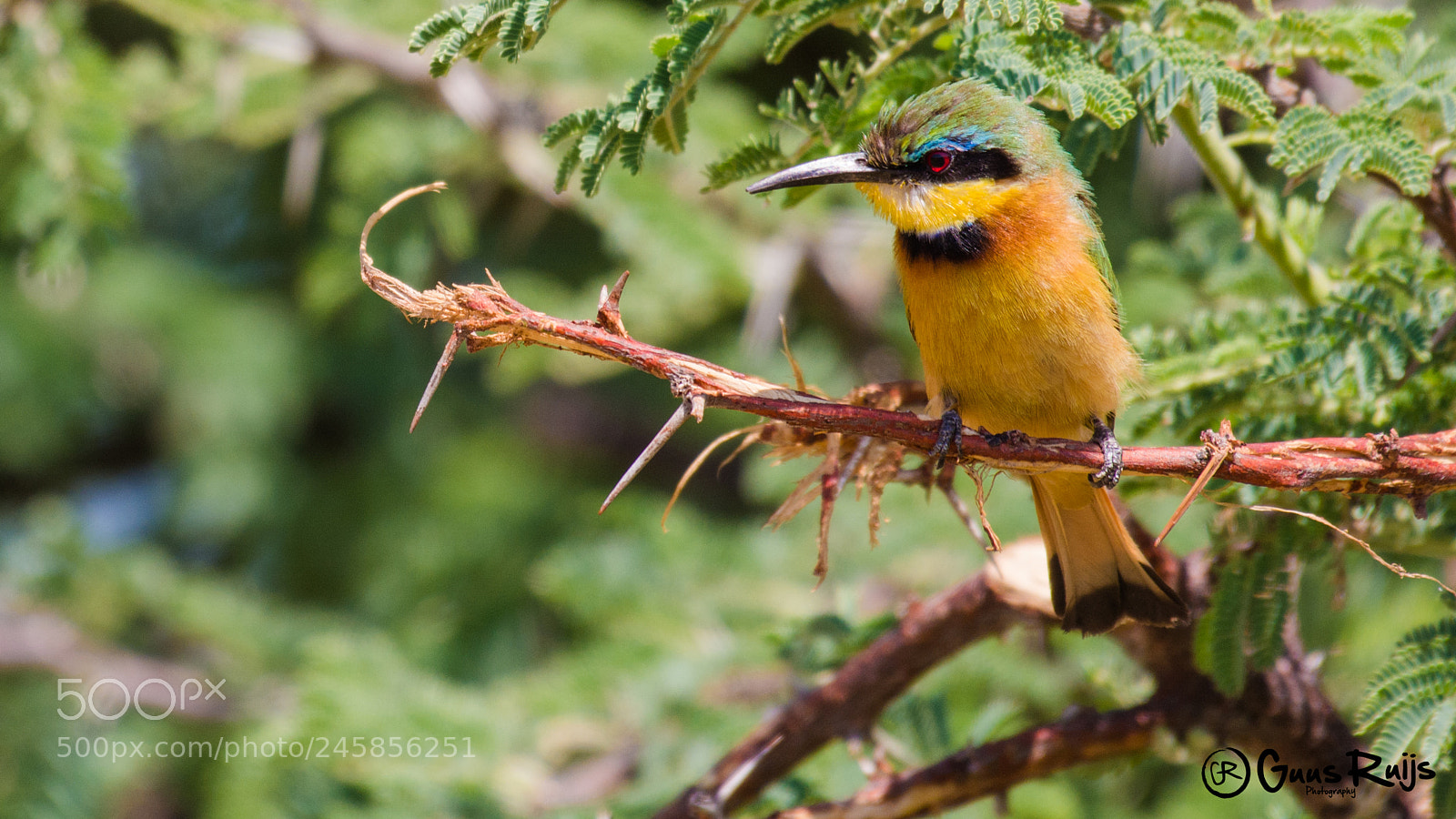 Nikon D7100 sample photo. Little bee eater photography