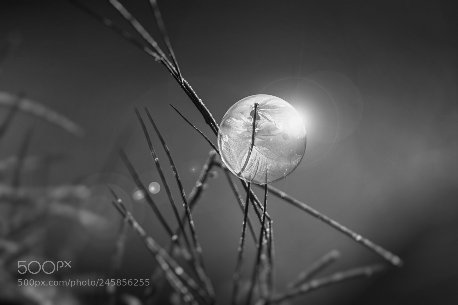 Nikon D7200 sample photo. Frozen photography