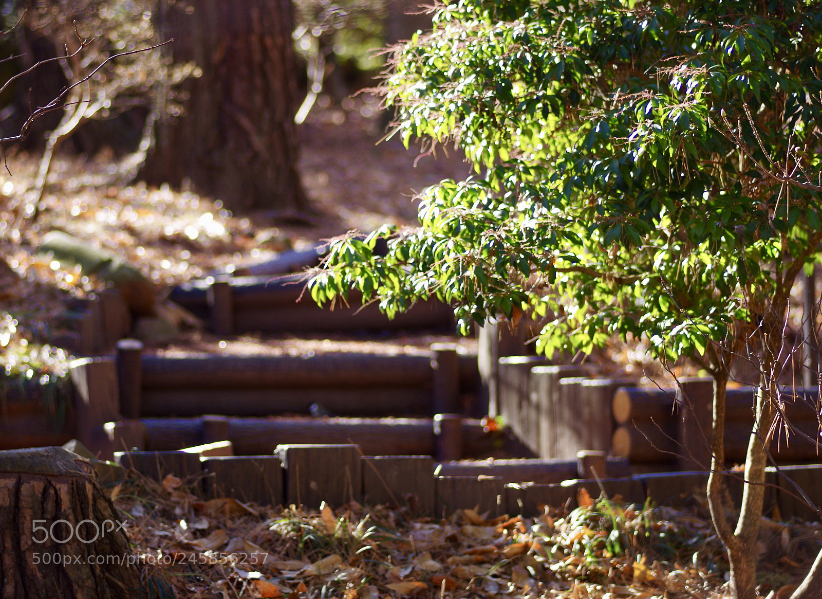 Pentax K-50 sample photo. 日当たりの良い場所。  photography