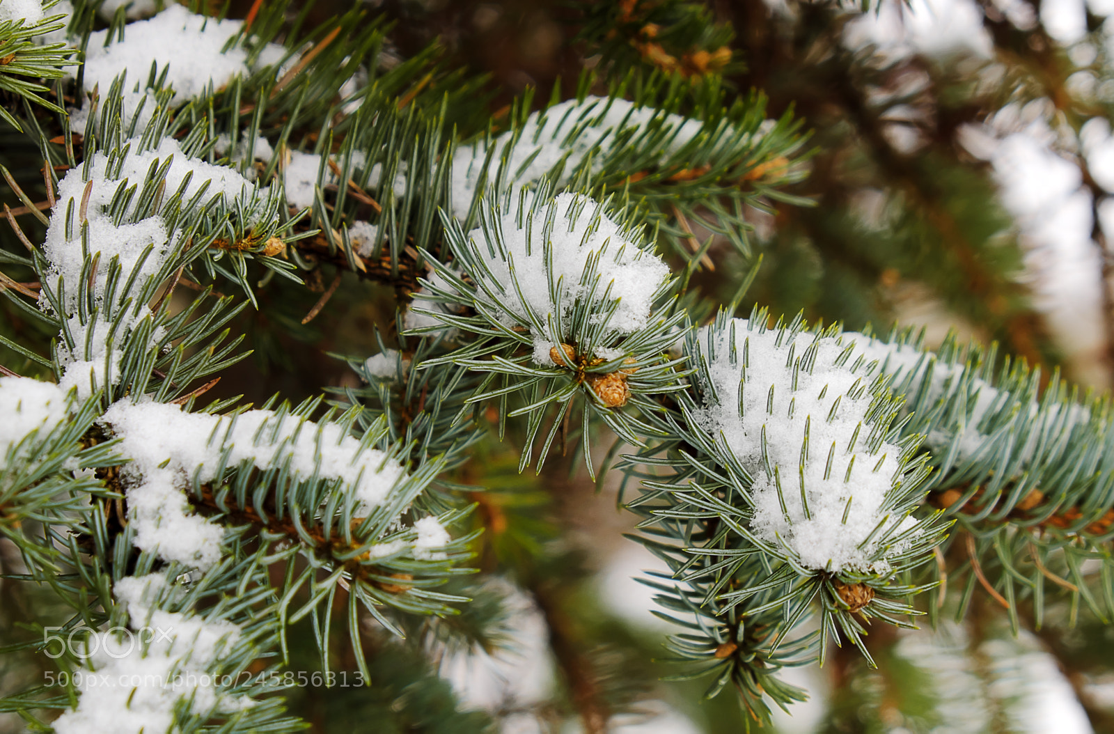 Fujifilm X-T20 sample photo. Snow on the branches photography