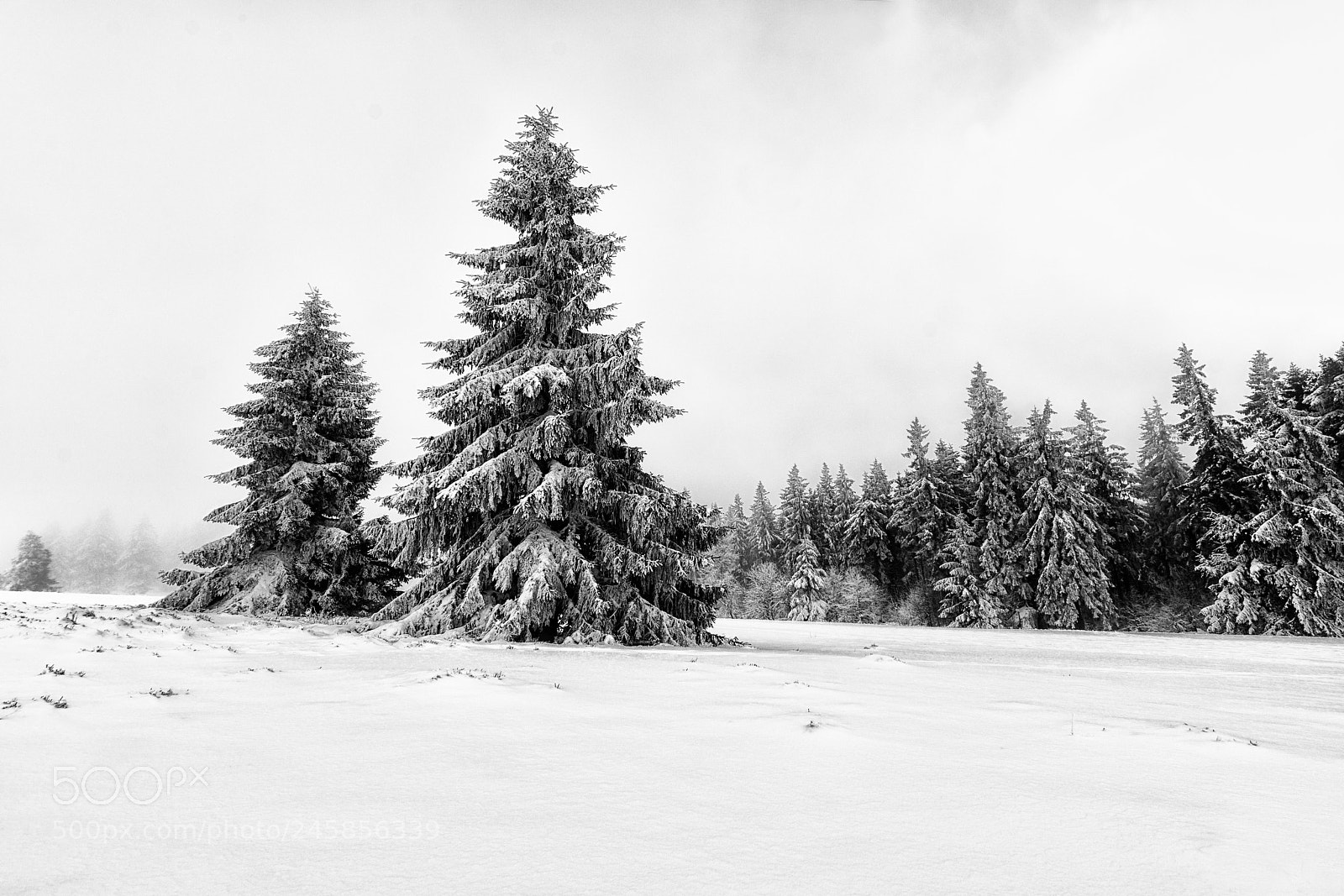 Nikon D5500 sample photo. Sapin sous la neige photography