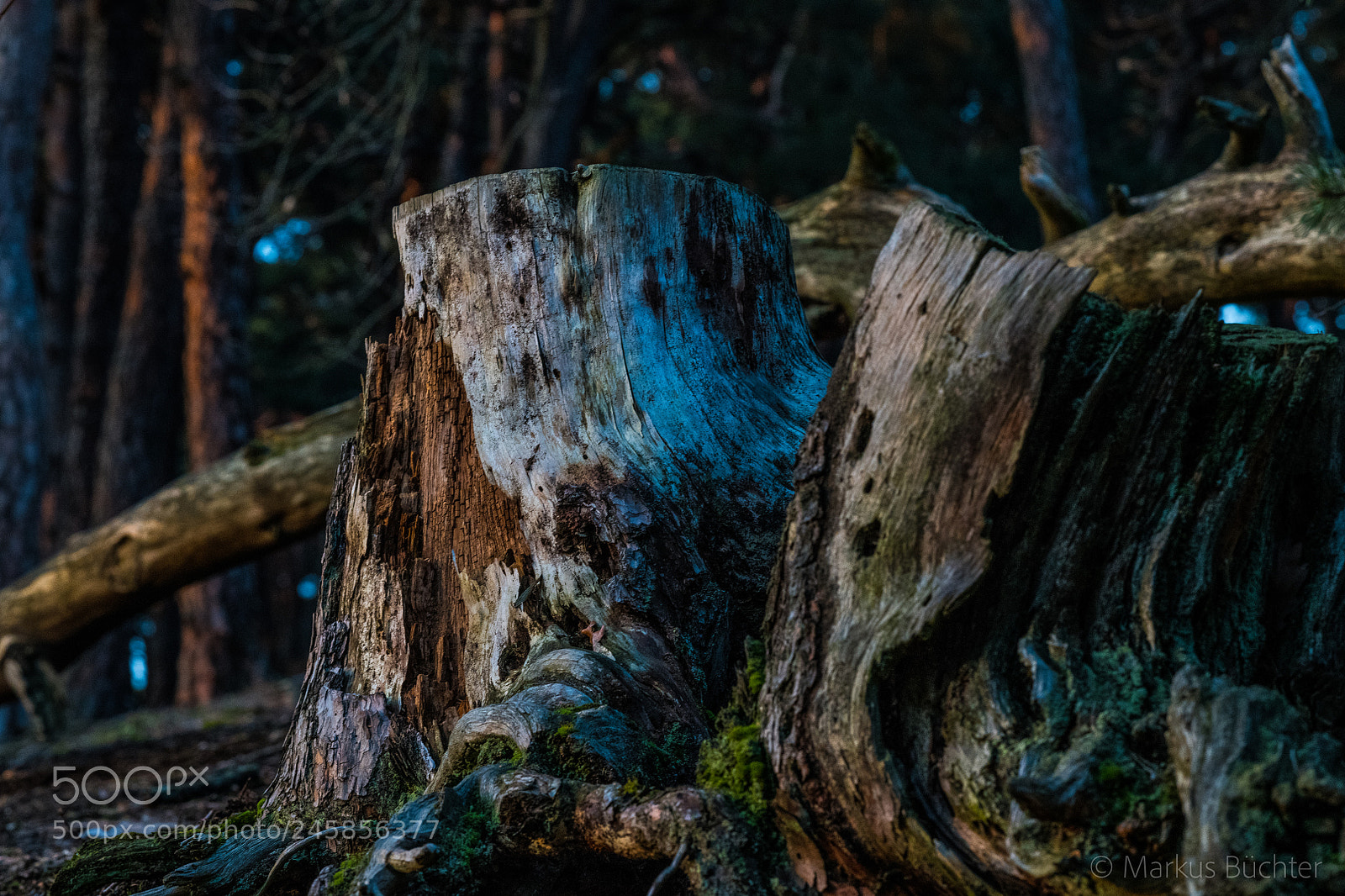 Nikon D850 sample photo. Evening in the forest photography
