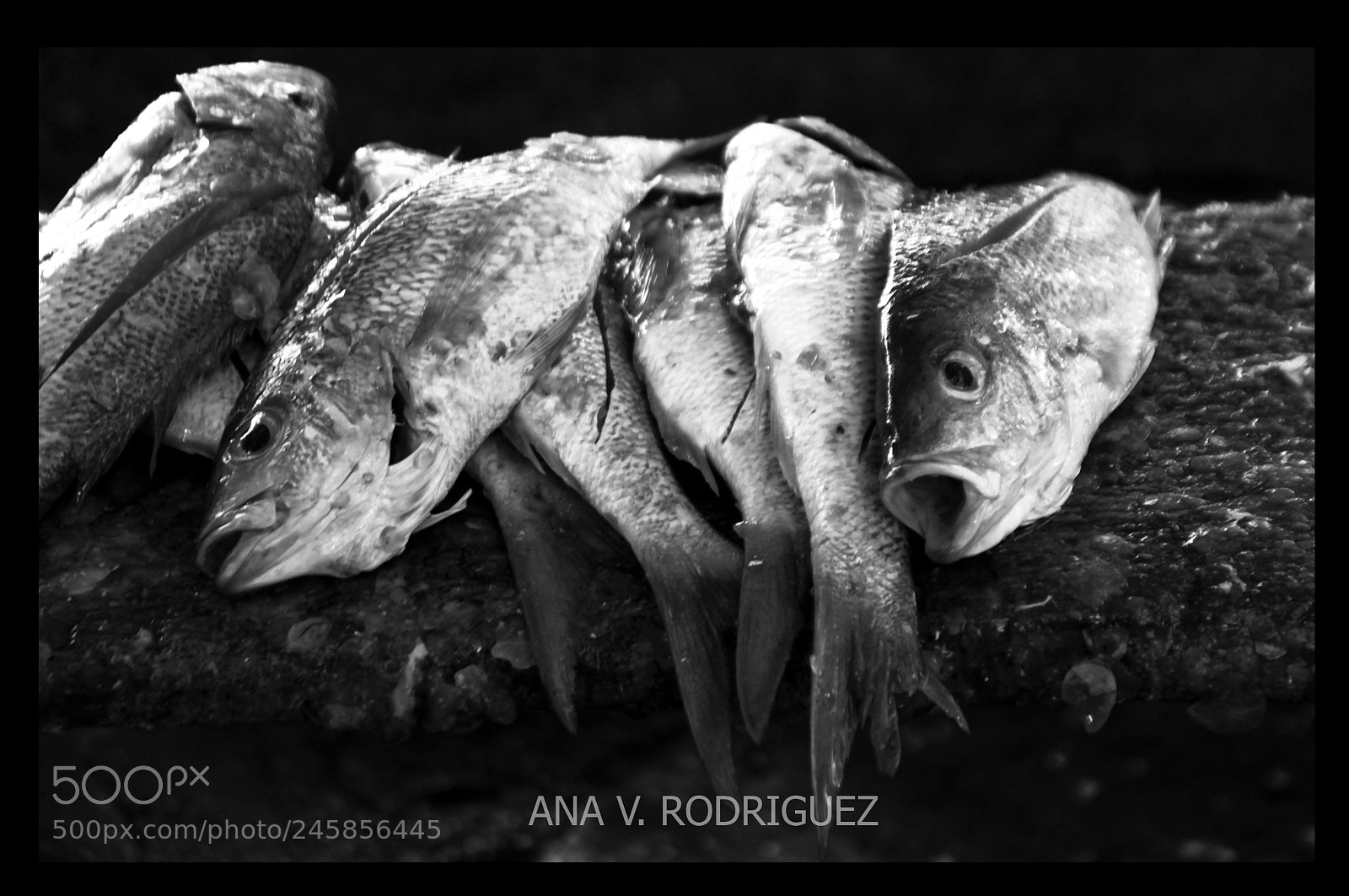 Canon EOS 500D (EOS Rebel T1i / EOS Kiss X3) sample photo. Peces ii photography
