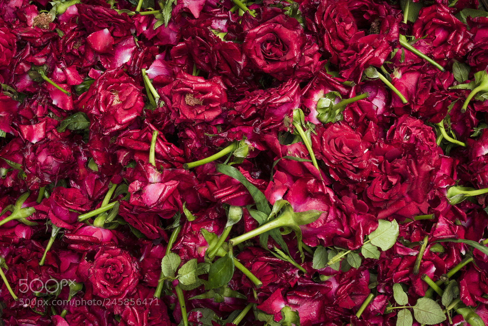 Nikon D810 sample photo. Roses photography