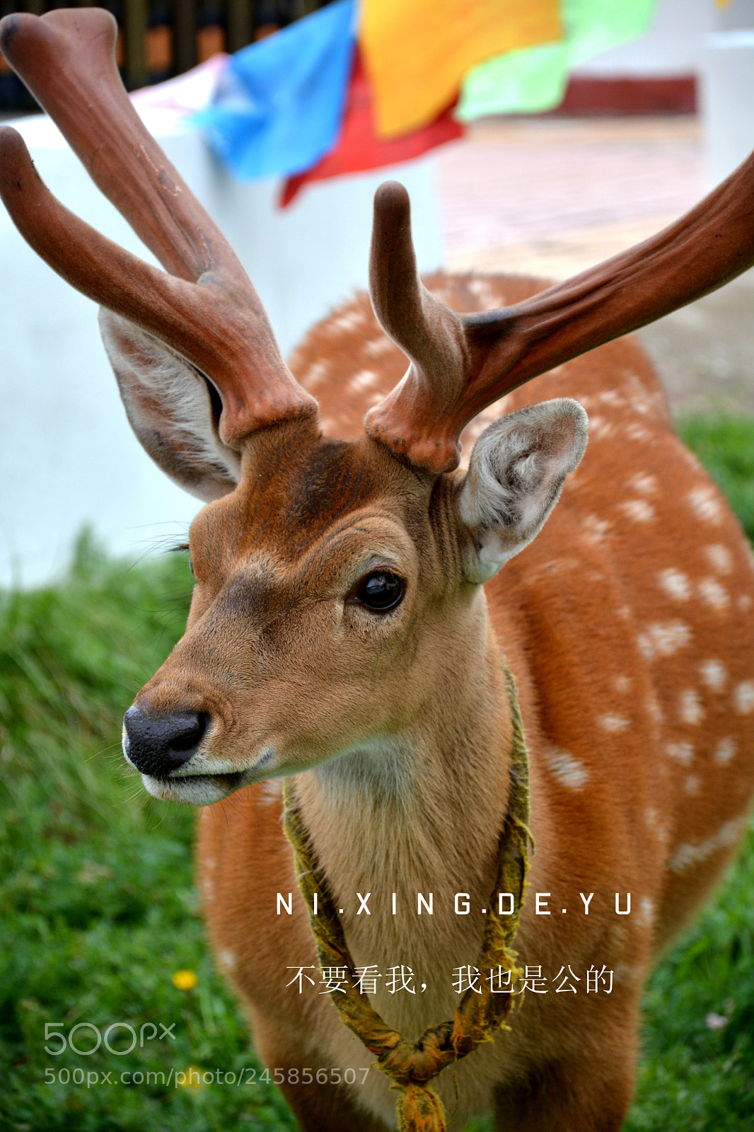 Nikon D7100 sample photo. Untitled photography