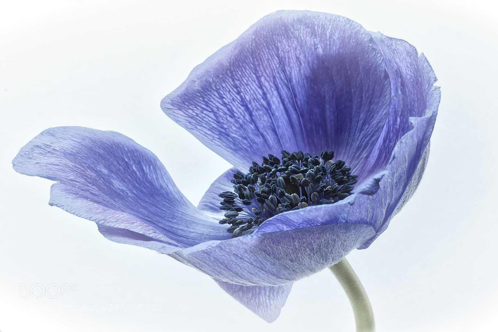 Canon EOS 60D sample photo. Graceful photography