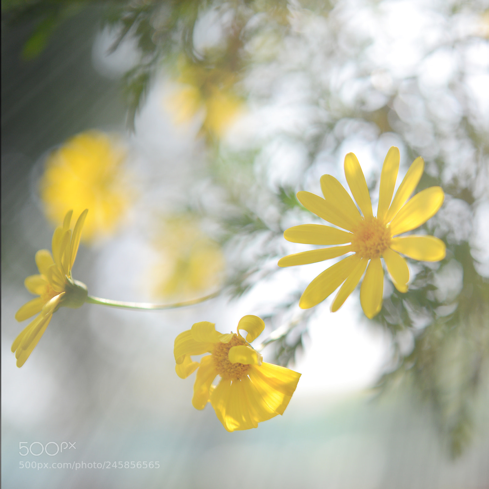 Nikon D600 sample photo. Flower photography