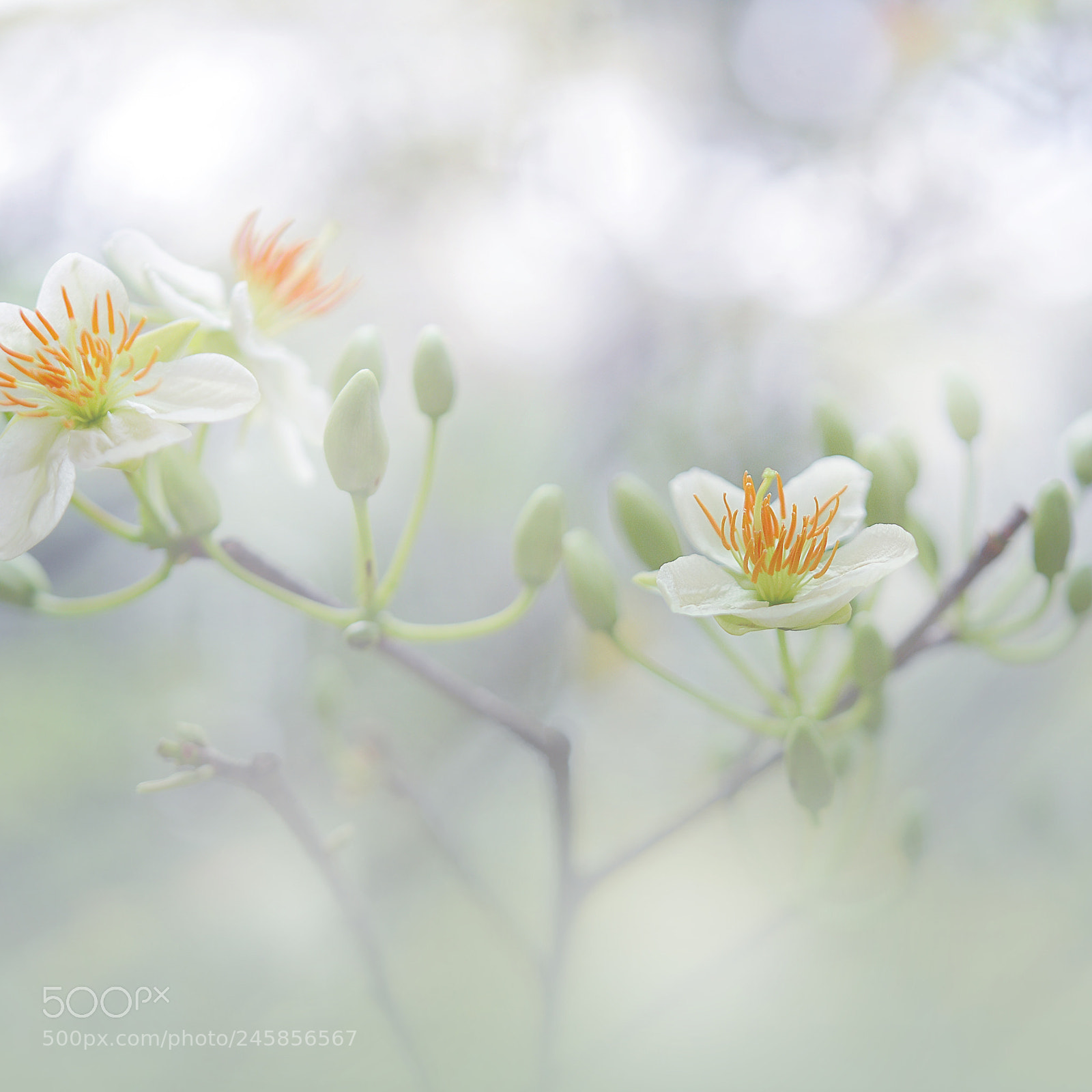 Nikon D600 sample photo. Flower photography