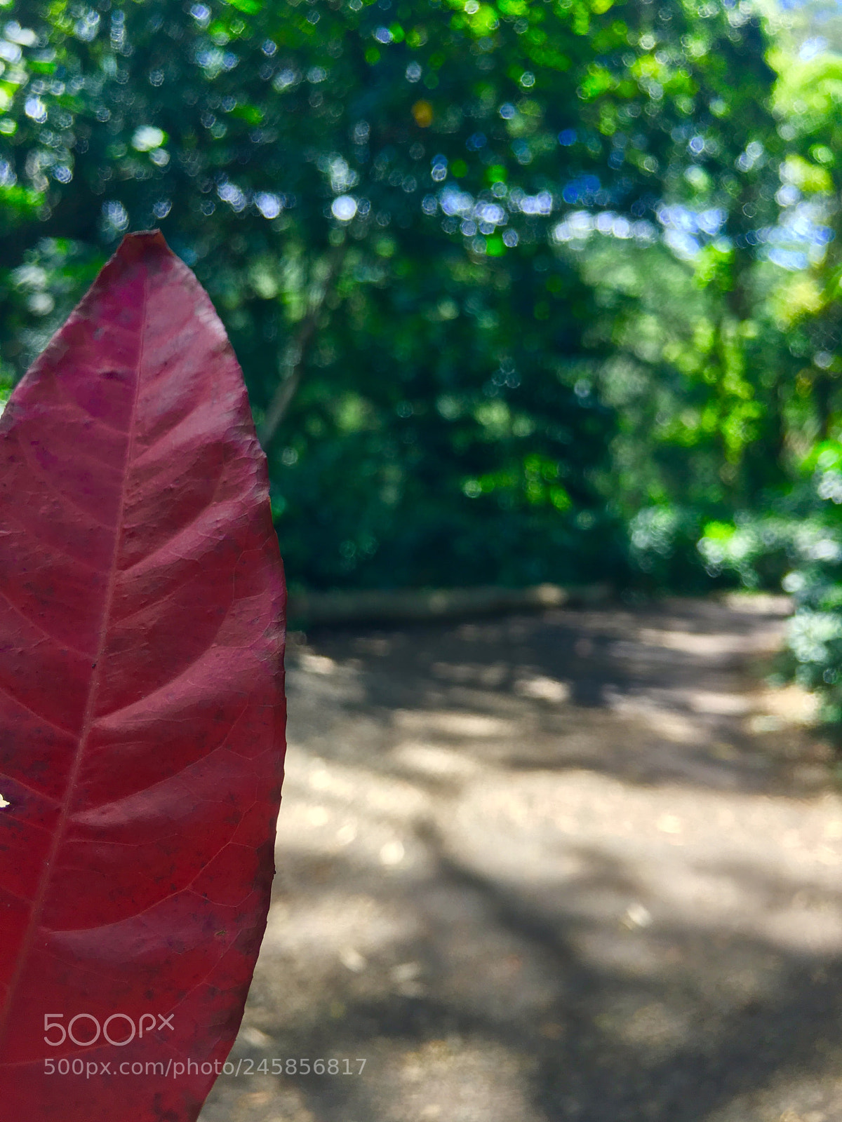 Apple iPhone 6s sample photo. Untitled photography