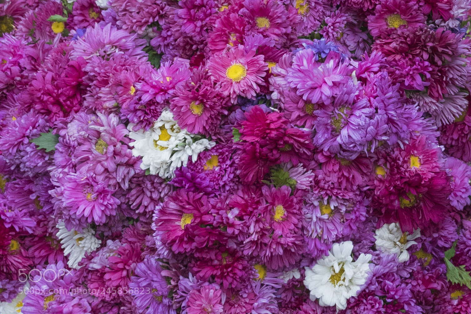 Nikon D810 sample photo. Flowers photography