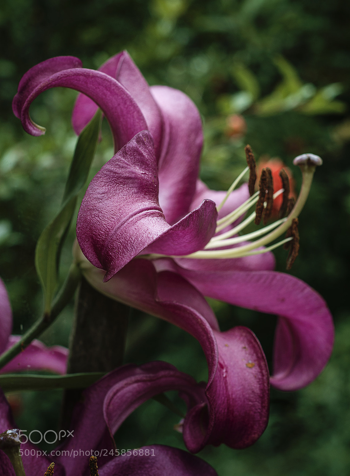 Nikon D5200 sample photo. Lirio lilium asiático photography