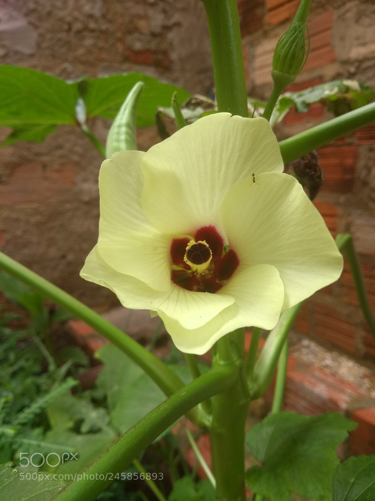 Motorola Moto G (5th Gen) sample photo. Untitled photography