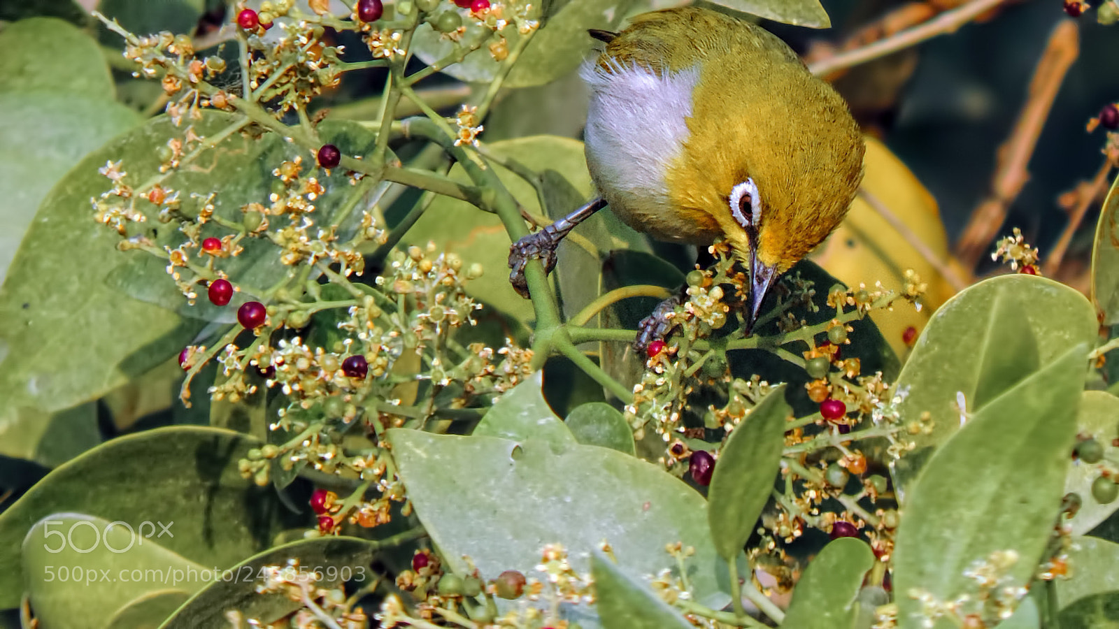 Nikon Coolpix P520 sample photo. Oriental white eye bird photography