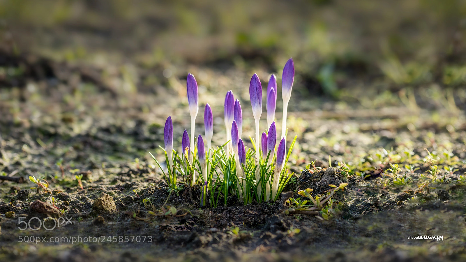 Nikon D610 sample photo. Spring photography