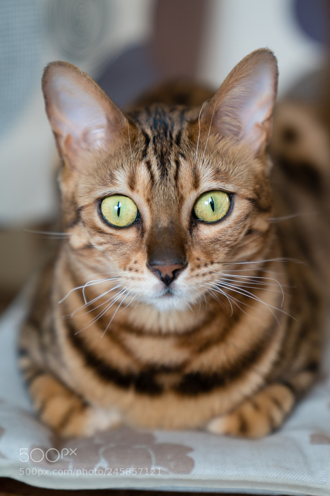 Sony a7R II sample photo. Untitled photography