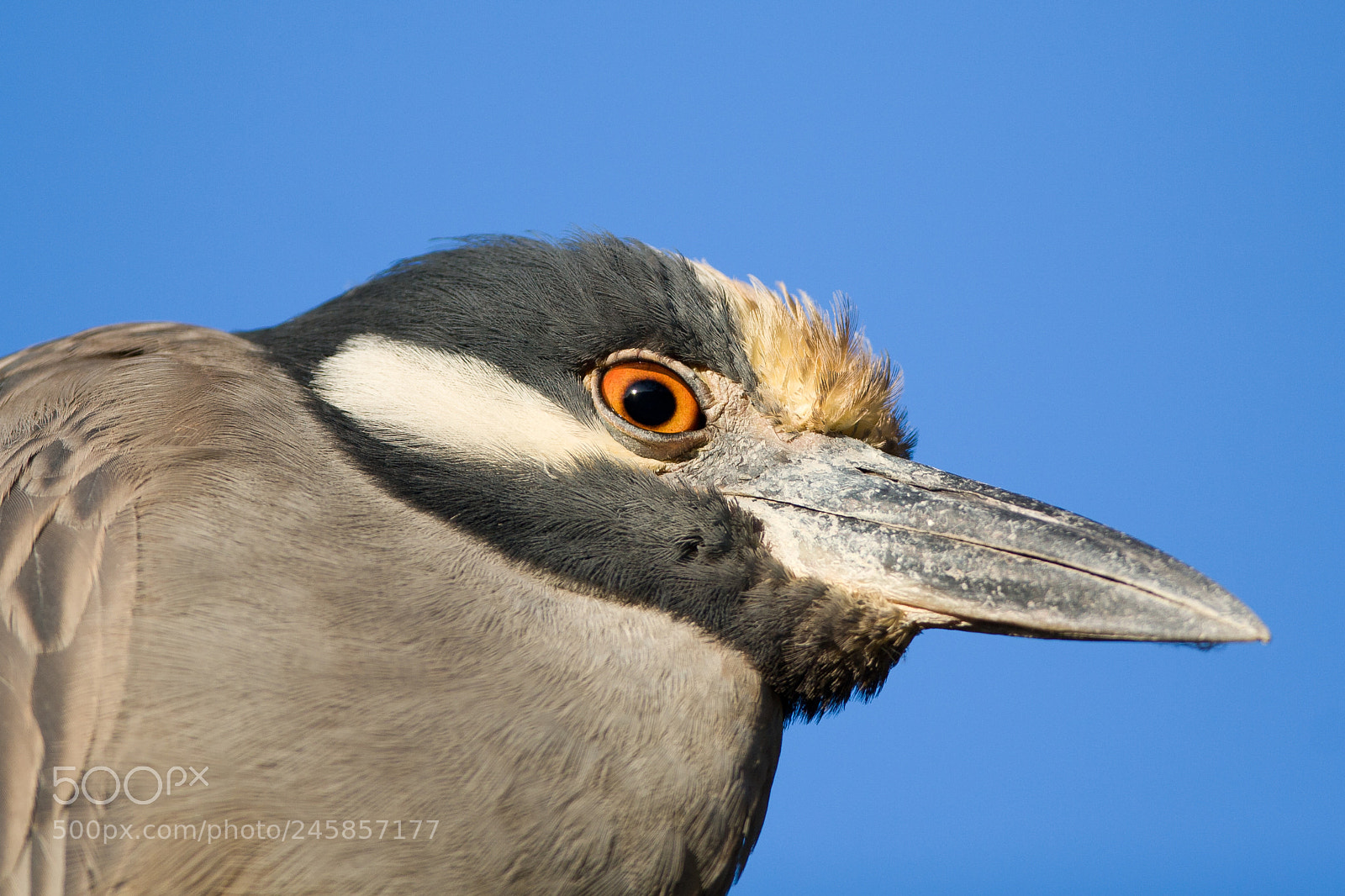 Canon EOS 30D sample photo. Yellow-crowned night heron photography