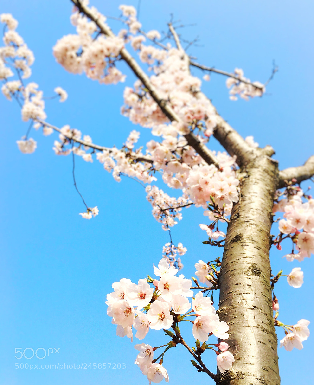 Apple iPhone 6s Plus sample photo. Last spring photography