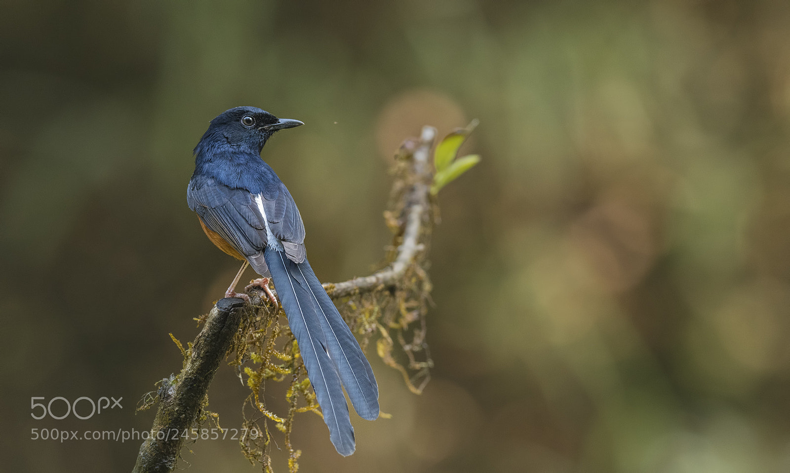 Nikon D500 sample photo. White-rumped shama photography