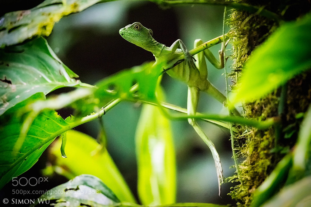 Nikon D800 sample photo. Camouflage photography
