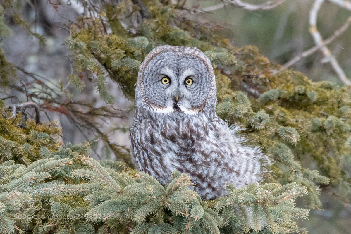 Nikon D500 sample photo. Great gray owl photography