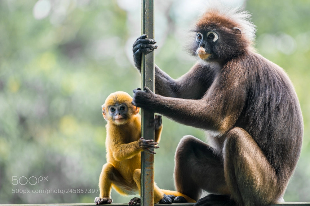 Sony a7R III sample photo. Golden baby photography