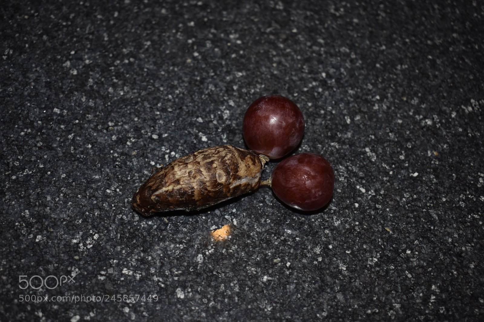 Nikon D3400 sample photo. Amazing insects isolation on photography