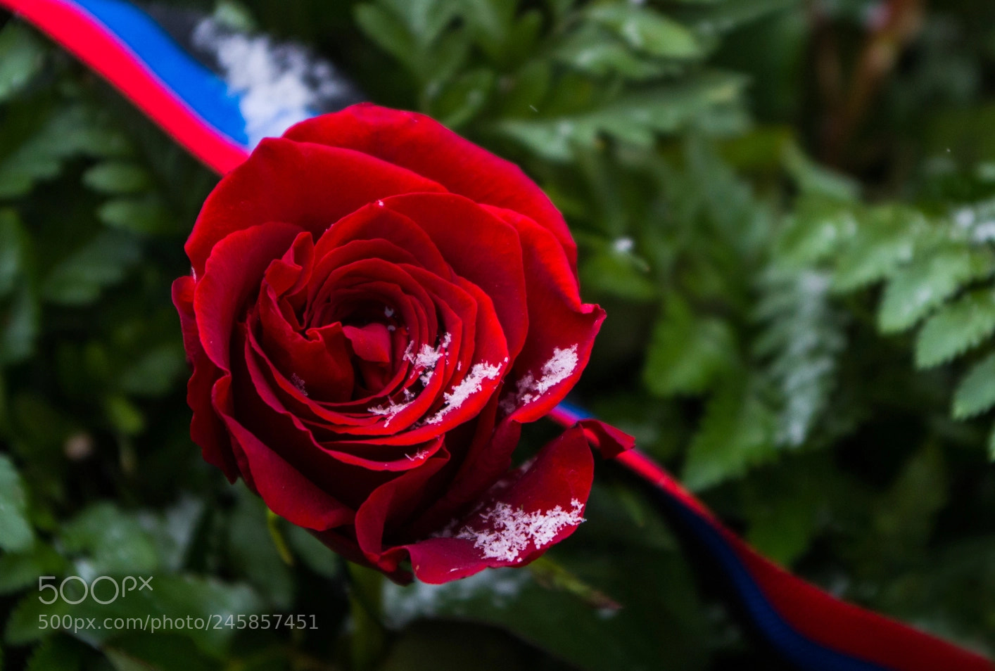 Pentax K-50 sample photo. Rose in the snow photography