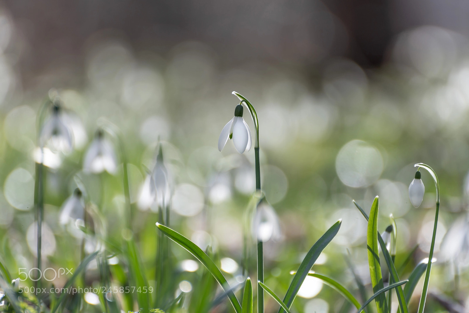 Nikon D600 sample photo. Snowdrops photography