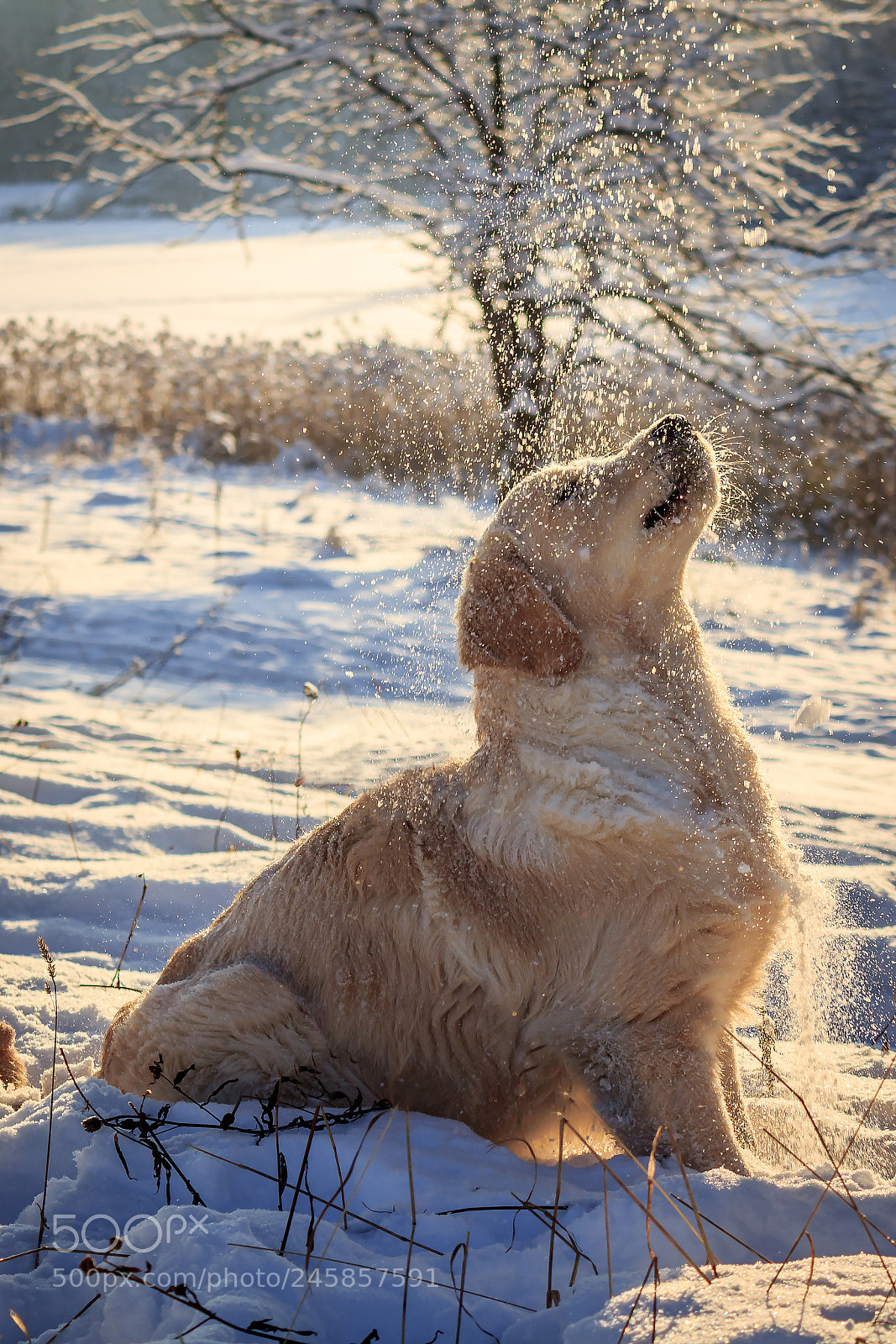 Canon EOS 60D sample photo. Собака радуется снегу photography
