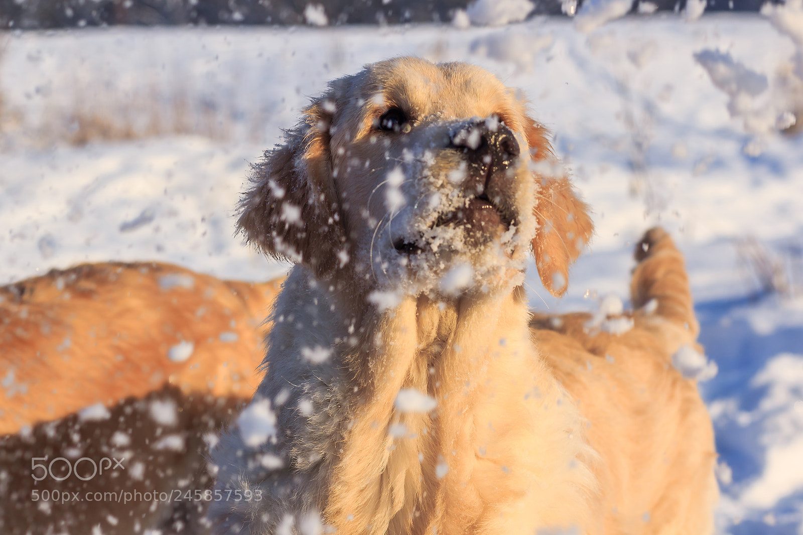 Canon EOS 60D sample photo. Собака радуется снегу photography