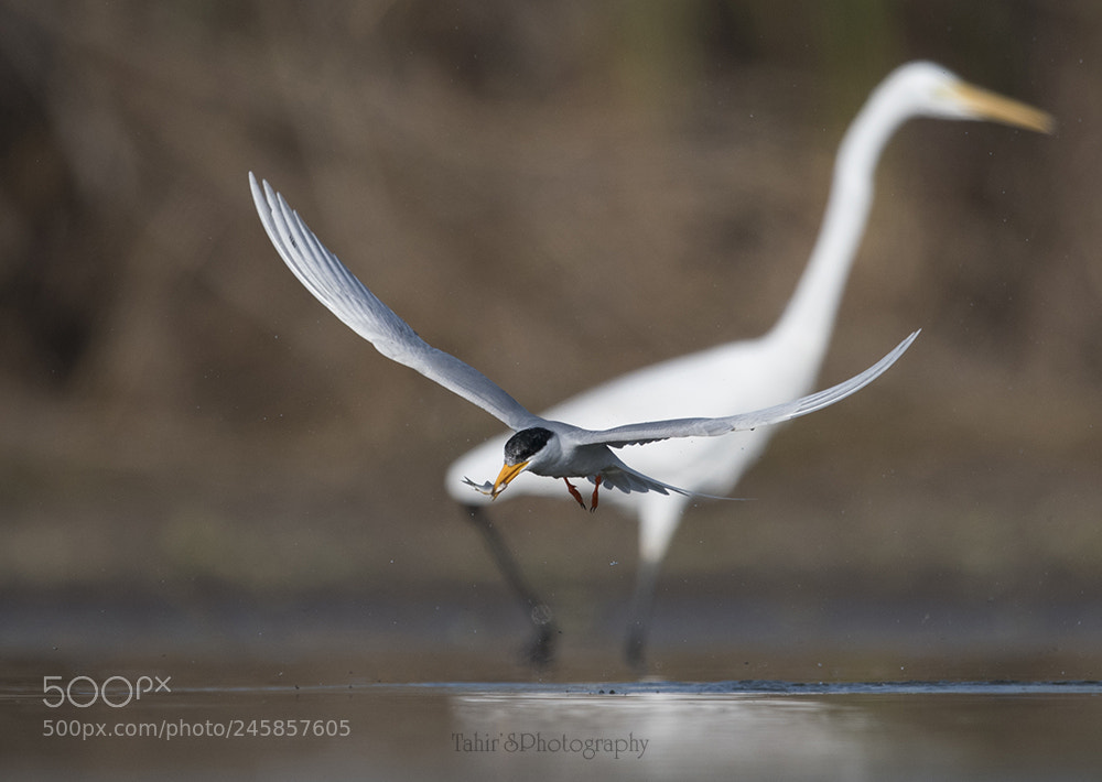 Nikon D500 sample photo. The river tern photography